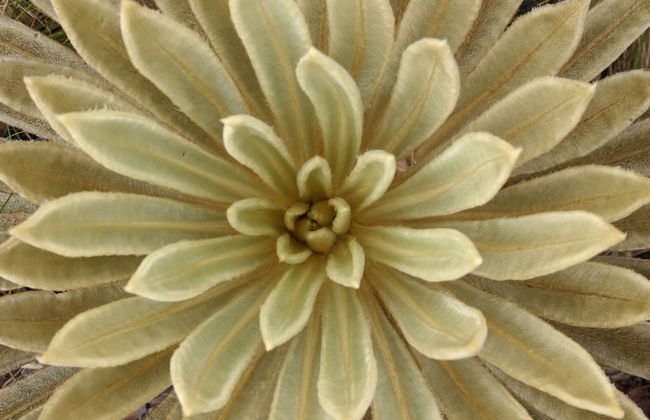 Andean Condor Watching + Puracé National Park Tour - Photo 3