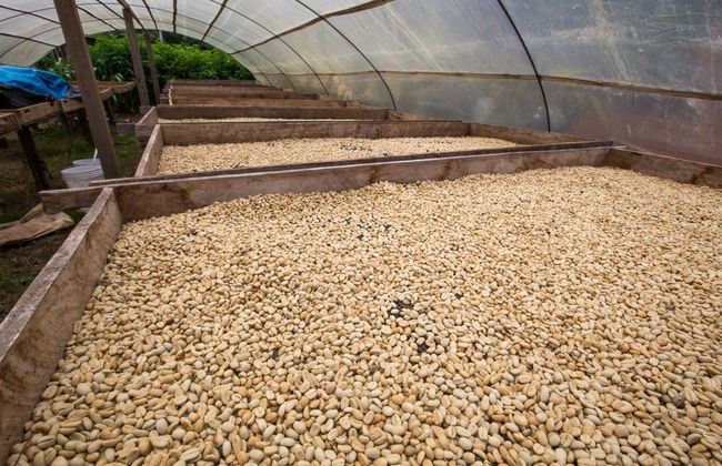 Villa Rica Coffee Tour - Photo 6