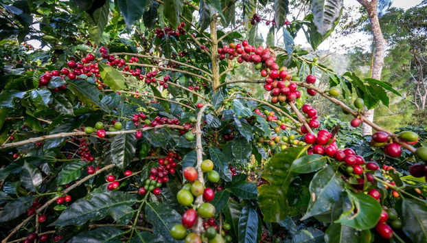 Tour del caffè a Villa Rica - Foto 5