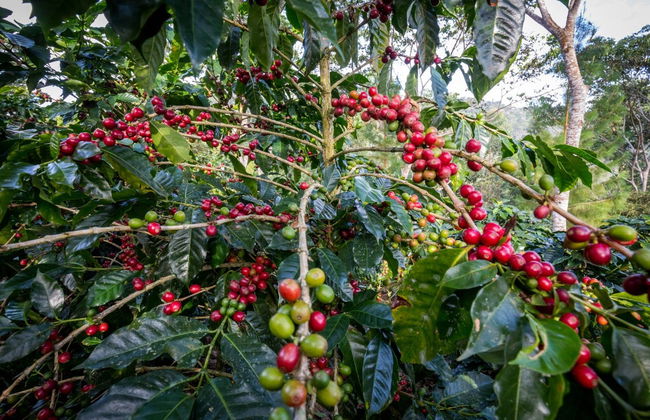 Villa Rica & Oxapampa 2, 3 or 4-Day Tour - Photo 8