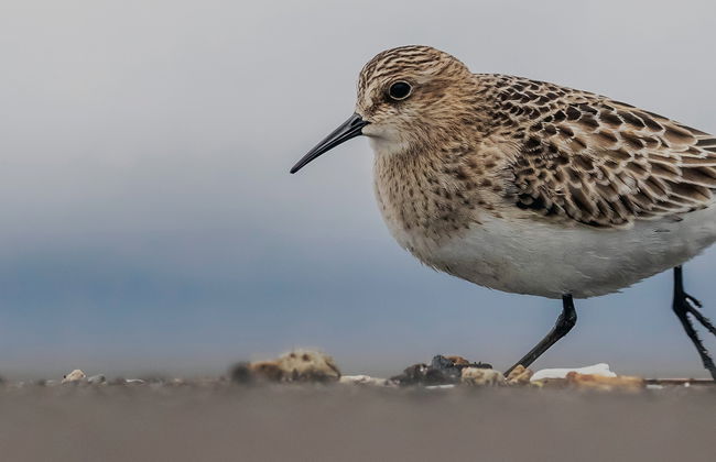 Avistamiento de aves marinas en la costa de São Miguel - Foto 7