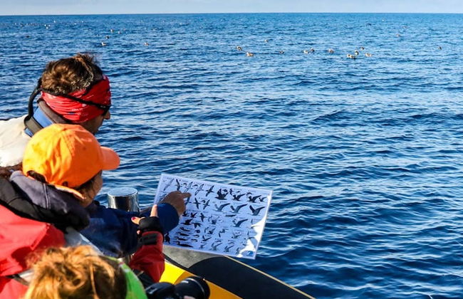 Avistamiento de aves marinas en la costa de São Miguel - Foto 3