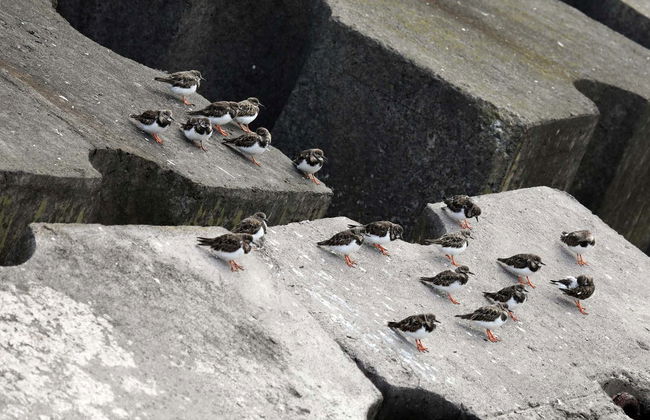 Avistamiento de aves marinas en la costa de São Miguel - Foto 5