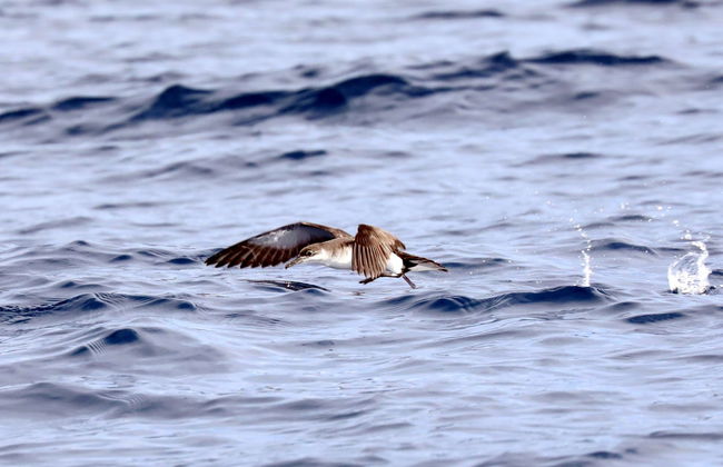 Avistamiento de aves marinas en la costa de São Miguel - Foto 4