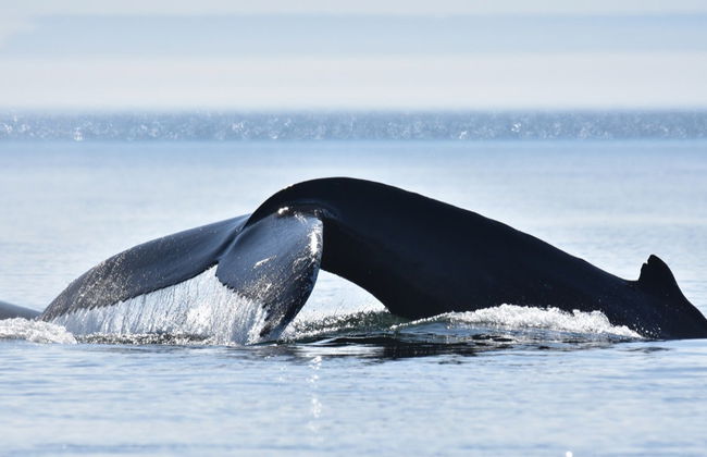Paseo en zodiac con avistamiento de ballenas - Foto 3