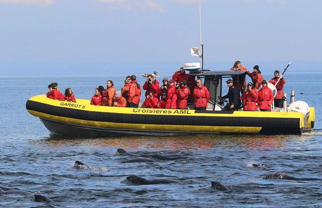 Paseo en zodiac con avistamiento de ballenas - Foto 2