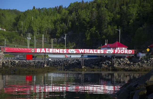 Paseo en zodiac con avistamiento de ballenas - Foto 5