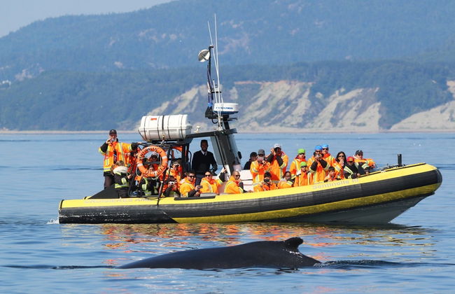 Paseo en zodiac con avistamiento de ballenas - Foto 4