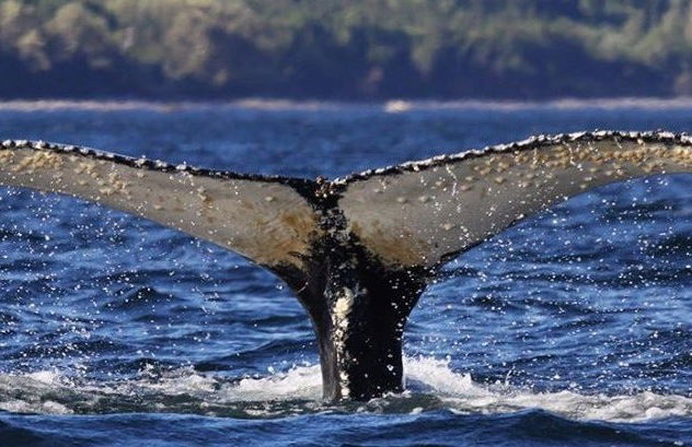 Paseo en zodiac con avistamiento de ballenas - Foto 6
