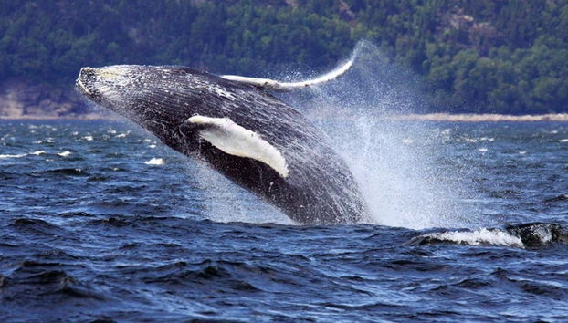 Passeio de zodiac com avistamento de baleias - Foto 3