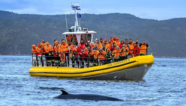 Passeio de zodiac com avistamento de baleias - Foto 2