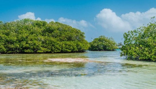 Excursão a Cayo Acuario - Foto 4