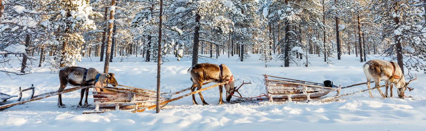 Reindeer Sleigh Ride - Foto 1