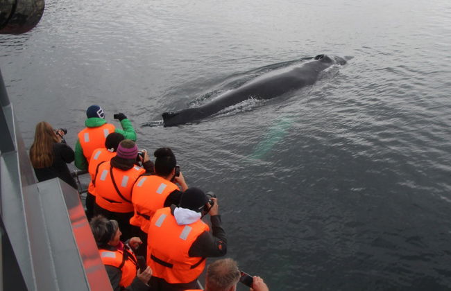 Whale Watching in Patagonia - Photo 2
