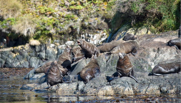 Whale Watching in Patagonia - Photo 3