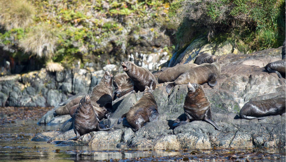 Whale Watching in Patagonia - Foto 1