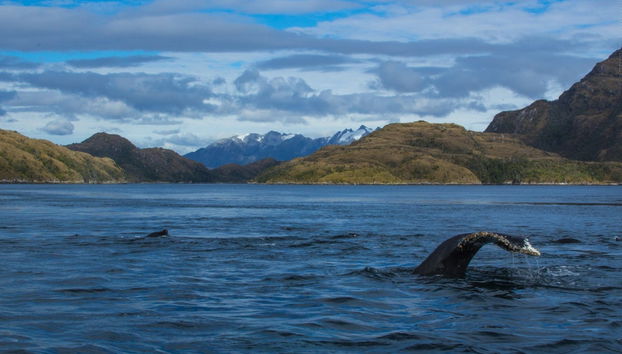 Whale Watching in Patagonia - Photo 4