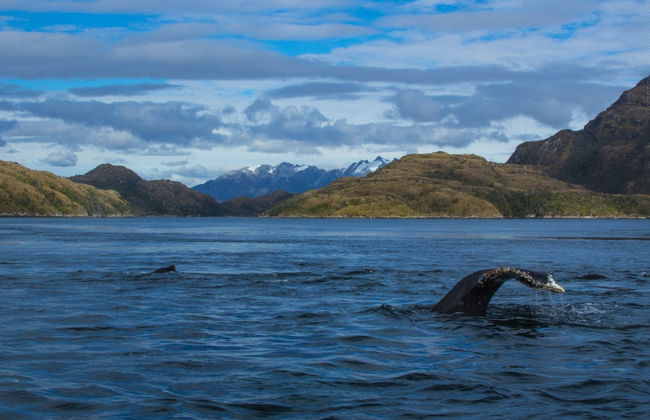 Whale Watching in Patagonia - Photo 4