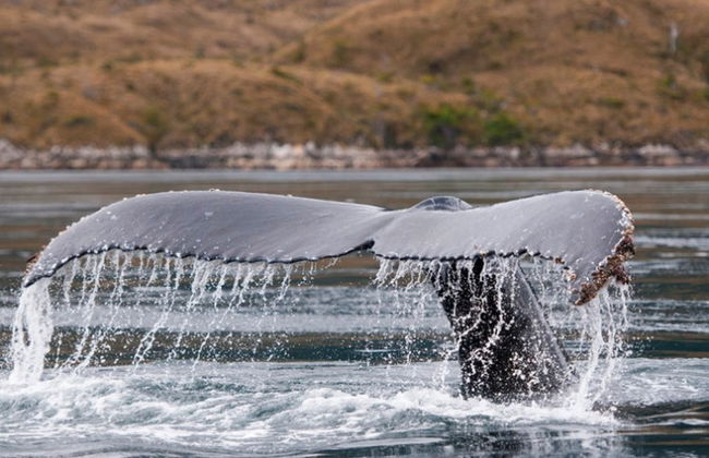 Whale Watching in Patagonia - Photo 1