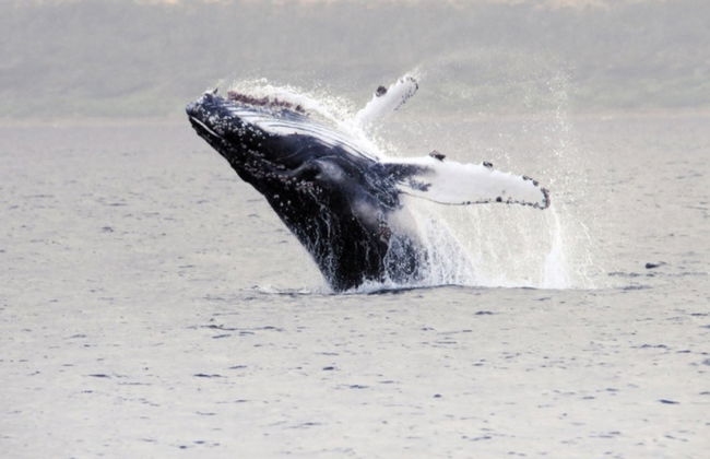 Whale Watching in Patagonia - Photo 2