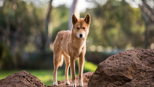 Australia Zoo Experience - Photo 2