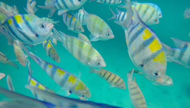 Snorkel en Koh Chang - Foto 2