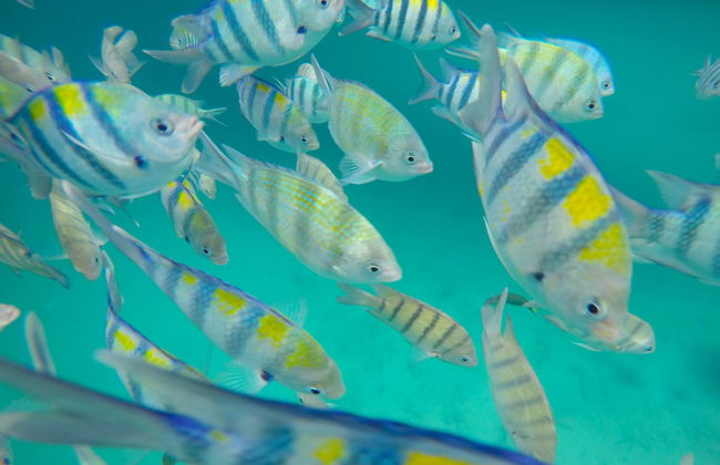 Snorkel y pesca en las islas de Koh Chang - Foto 6