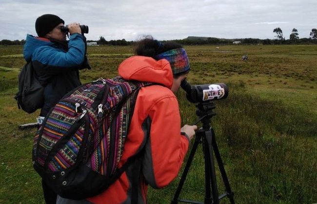 Tour por Maullín + Avistamento de aves em Quenuir Bajo - Foto 3