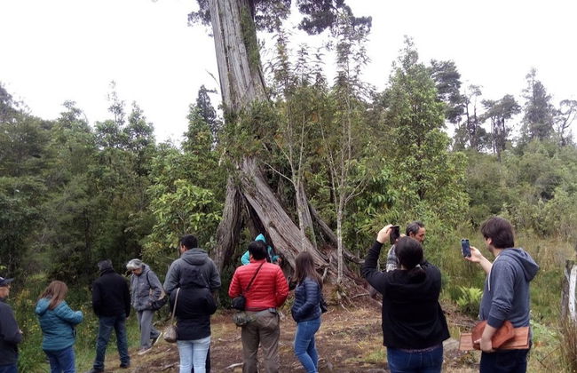 Avistamiento de aves en la Carretera Austral - Foto 4