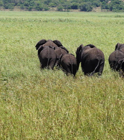 Foto de Safari privado por la Reserva Especial de Maputo