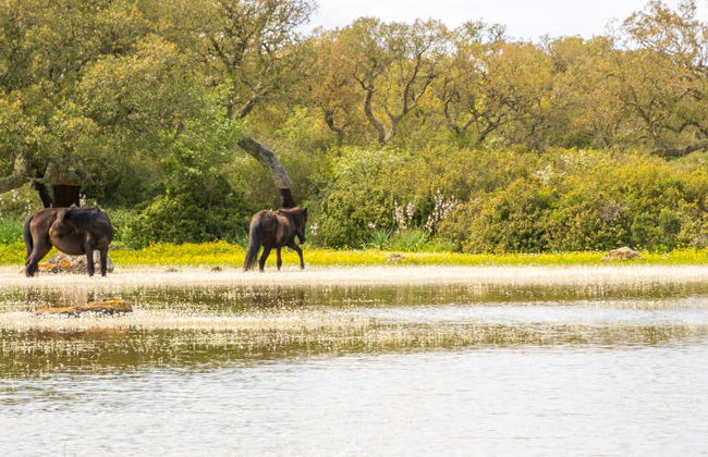Excursión a Barumini y Giara di Gesturi - Foto 6