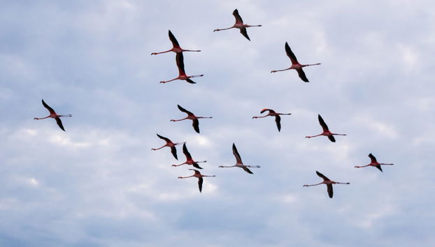 Manaure Salt Flats & Los Flamencos Flora and Fauna Sanctuary Day Trip - Foto 2