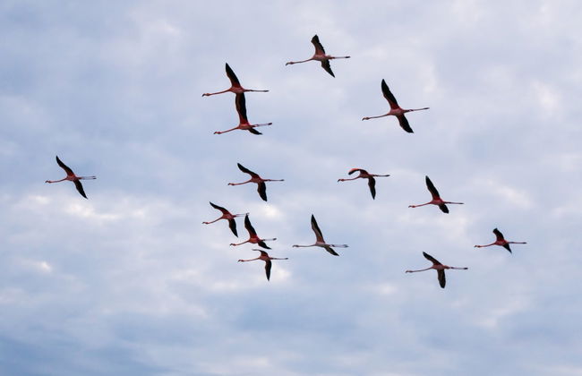 Excursión a las salinas de Manaure y el santuario de fauna y flora Los Flamencos - Foto 7