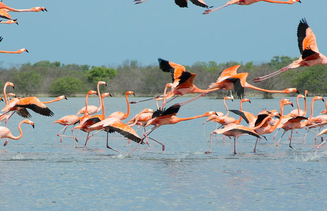 Excursión a las salinas de Manaure y el santuario de fauna y flora Los Flamencos - Foto 4
