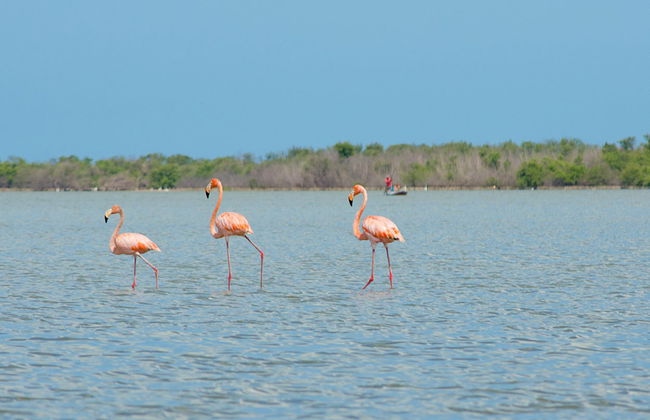 Excursión a las salinas de Manaure y el santuario de fauna y flora Los Flamencos - Foto 1