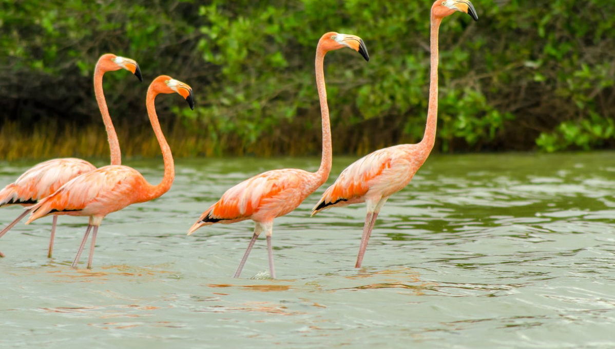 Manaure Salt Flats & Los Flamencos Flora and Fauna Sanctuary Day Trip - Foto 1