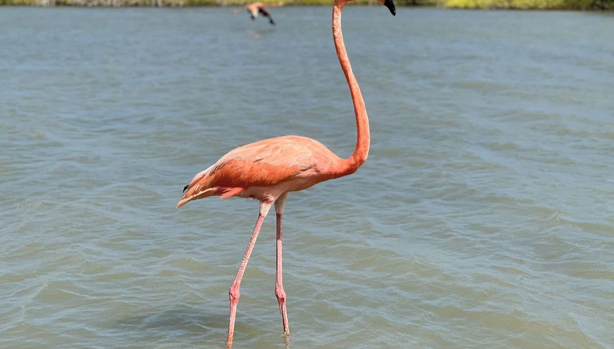 Excursión a las salinas de Manaure y el santuario de fauna y flora Los Flamencos - Foto 1
