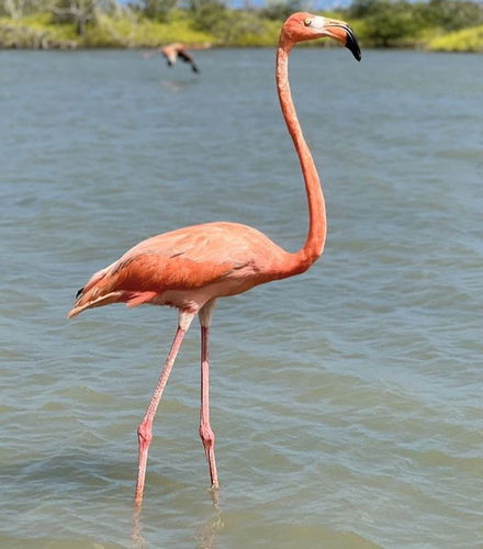 Foto de Excursión a las salinas de Manaure y el santuario de fauna y flora Los Flamencos