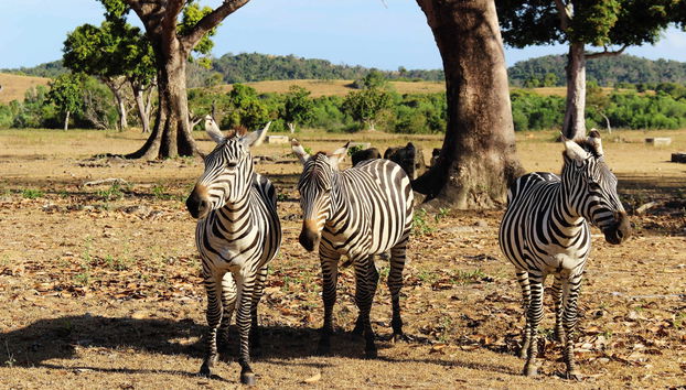 Calauit Safari Park & Coron Islands Tour - Foto 2