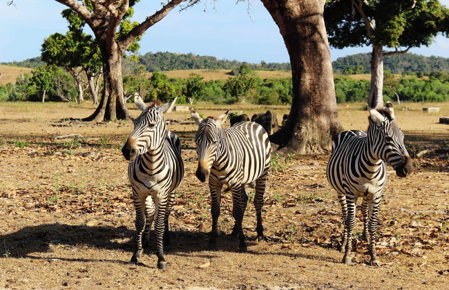 Calauit Safari Park & Coron Islands Tour - Foto 2