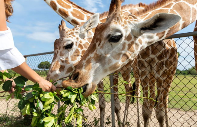 Calauit Safari Park & Coron Islands Tour - Foto 1
