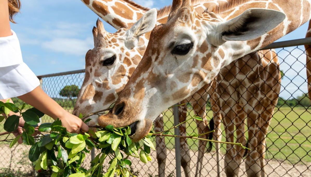 Calauit Safari Park & Coron Islands Tour - Foto 1
