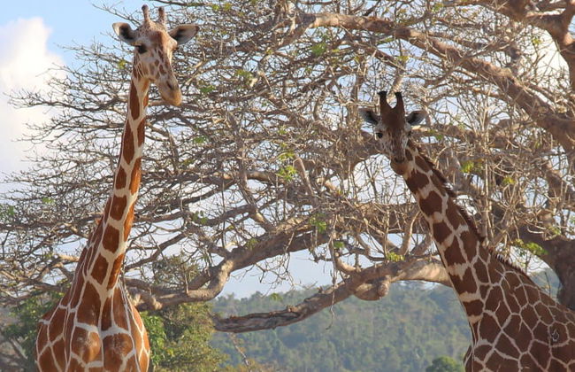 Calauit Safari Park + Tour por Corón - Foto 3