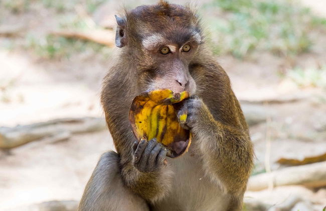 Calauit Safari Park & Coron Islands Tour - Foto 6