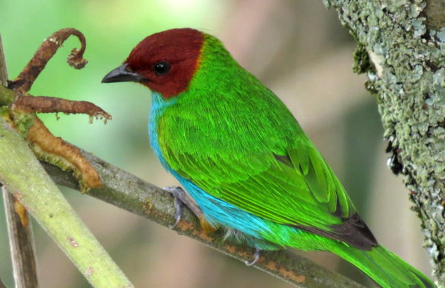 Excursión al Jardín Botánico del Quindío - Foto 1