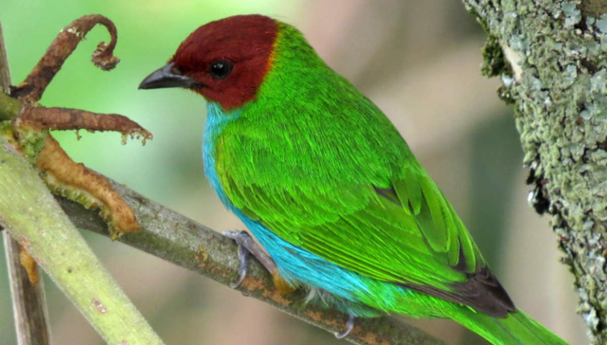Botanical Garden of Quindío Tour - Foto 1