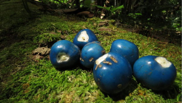 Botanical Garden of Quindío Tour - Foto 3