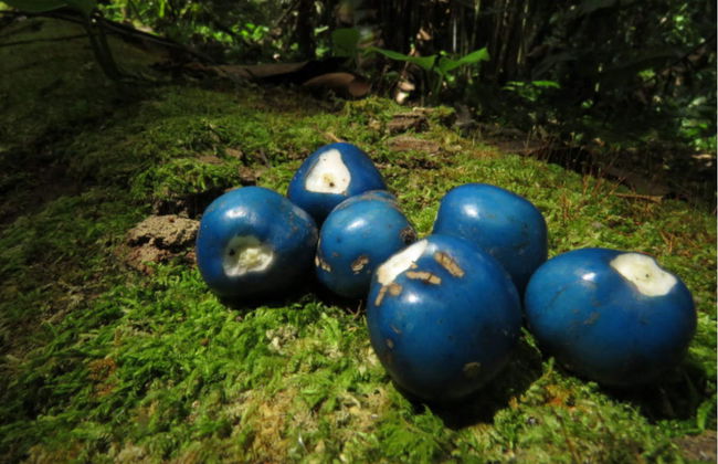 Excursión al Jardín Botánico del Quindío - Foto 3