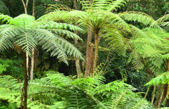 Excursión al Jardín Botánico del Quindío - Foto 5