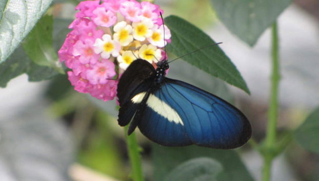 Botanical Garden of Quindío Tour - Foto 2